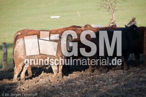 Hausrind (155 von 174).jpg